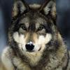 =Волк=